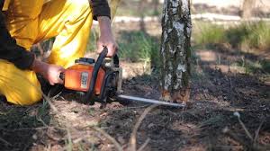 Best Tree Cabling and Bracing  in Val Verde Park, TX
