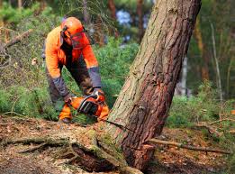 Best Firewood Processing and Delivery  in Val Verde Park, TX