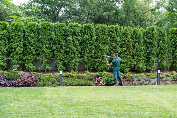 Best Tree Health Inspection  in Val Verde Park, TX