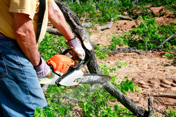 Tree and Shrub Care in Val Verde Park, TX